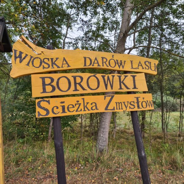 Wycieczka Owieczek do Borówek