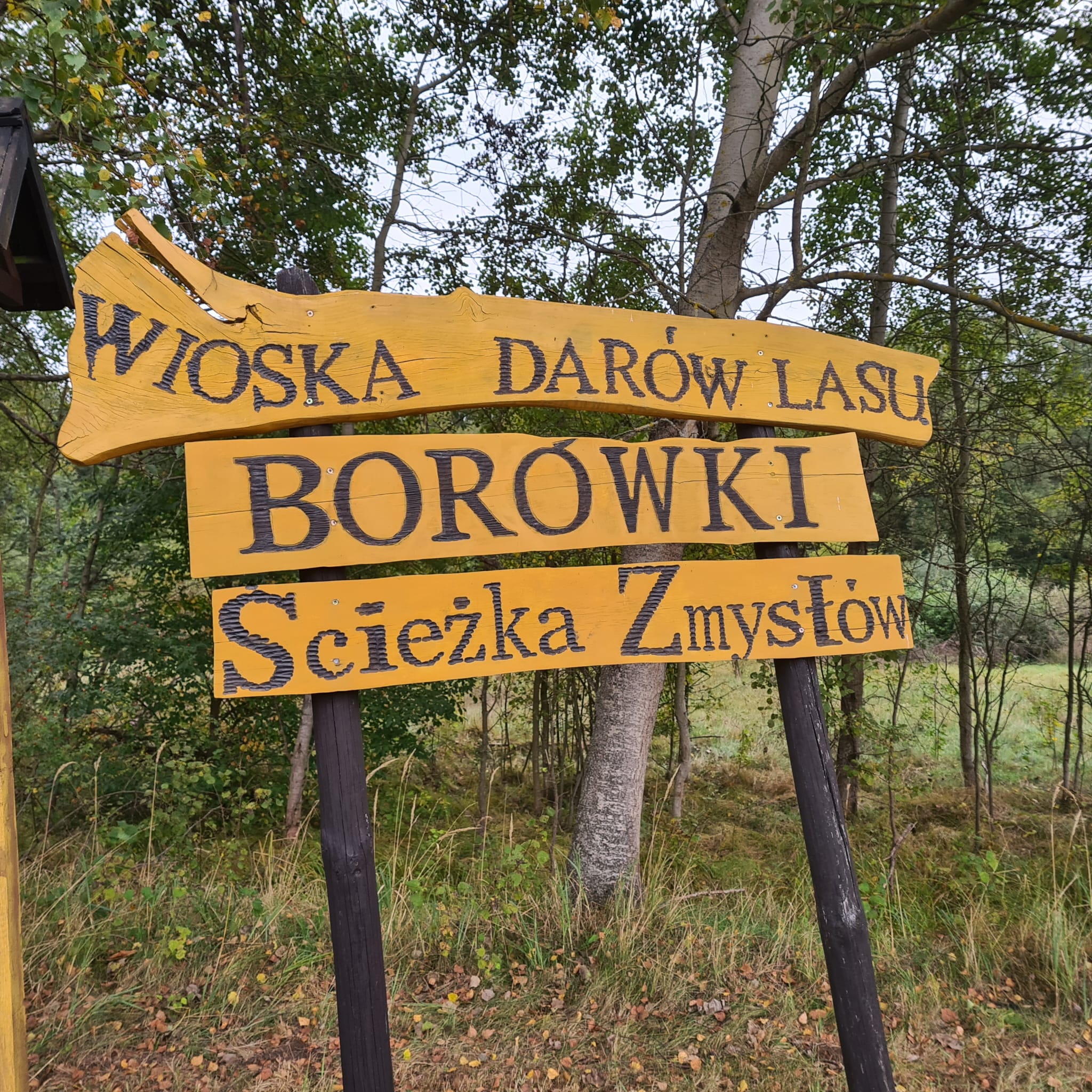 You are currently viewing Wycieczka Owieczek do Borówek
